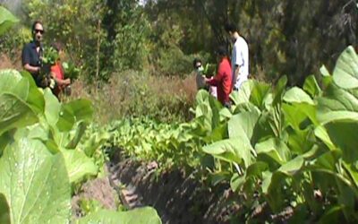 Keep Farming During the Covid 19 Pandemic, Journalists Motivate, Business People Execute