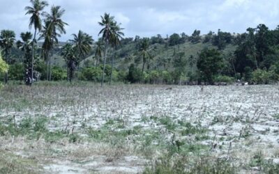 After Flash Floods, Farmers in East Sumba Threatened to Fail to Harvest