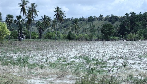 After Flash Floods, Farmers in East Sumba Threatened to Fail to Harvest