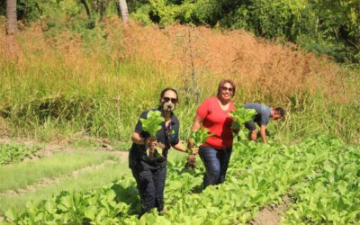 Warga Tanambi Panen Perdana Sayur Organik di Tengah Pandemi Covid-19