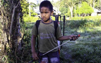 East Sumba Pest Crisis: Human & Environmental Health at Stake